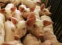 crescatorie de porci