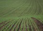 teren agricol