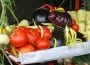 legume_productie locala
