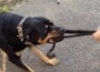 caine, rottweiler