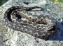 vipera cu corn