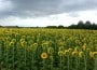 iulie vara vreme meteo floarea soarelui