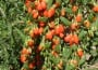 goji