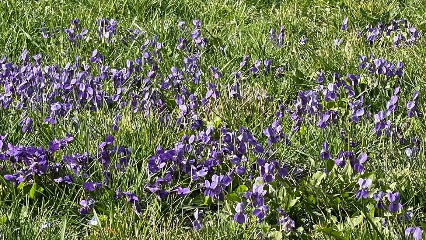 Vremea până în 6 aprilie. Temperaturi mari, o perioadă cu ploi. Prognoza meteo pe patru săptămâni, actualizată