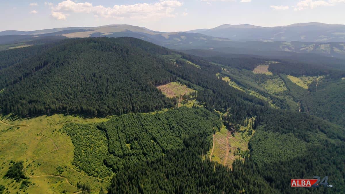 România ocupă primul loc în Uniunea Europeană la regenerarea pădurilor după recoltarea lemnului