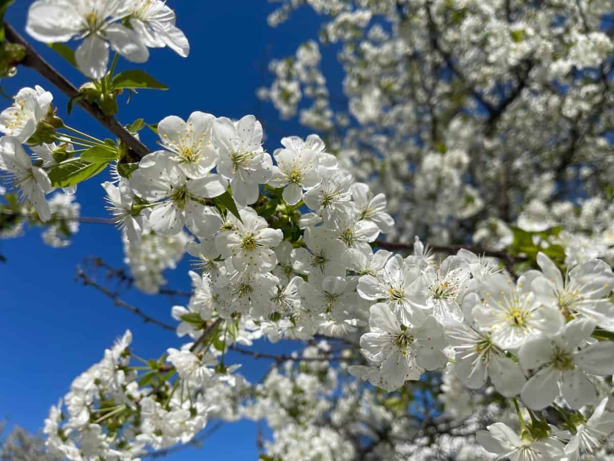 Mesaje de 8 martie pentru mama. SMS-uri, urări și felicitări de Ziua Femeii, pentru cele care ne-au dat viață