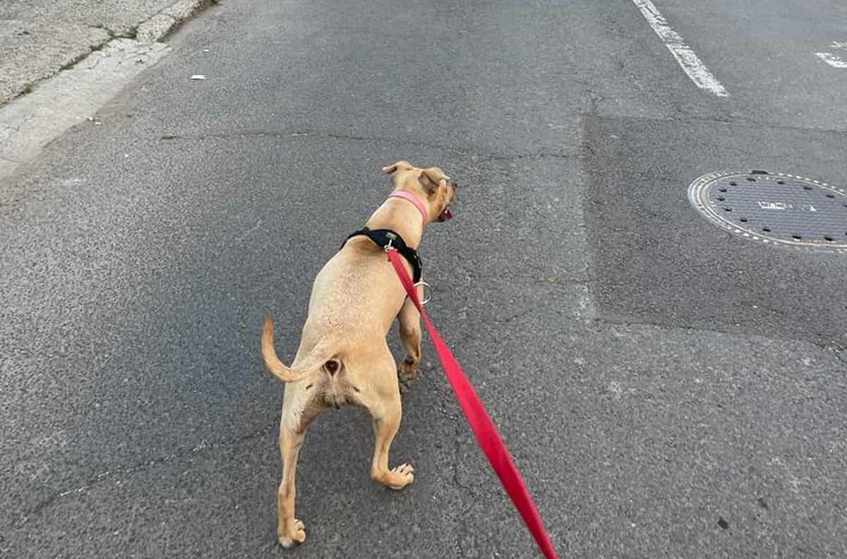Câinii nu vor mai putea fi ținuți în lanț, iar pisicile trebuie micro-cipate. Noile reguli adoptate la nivel european
