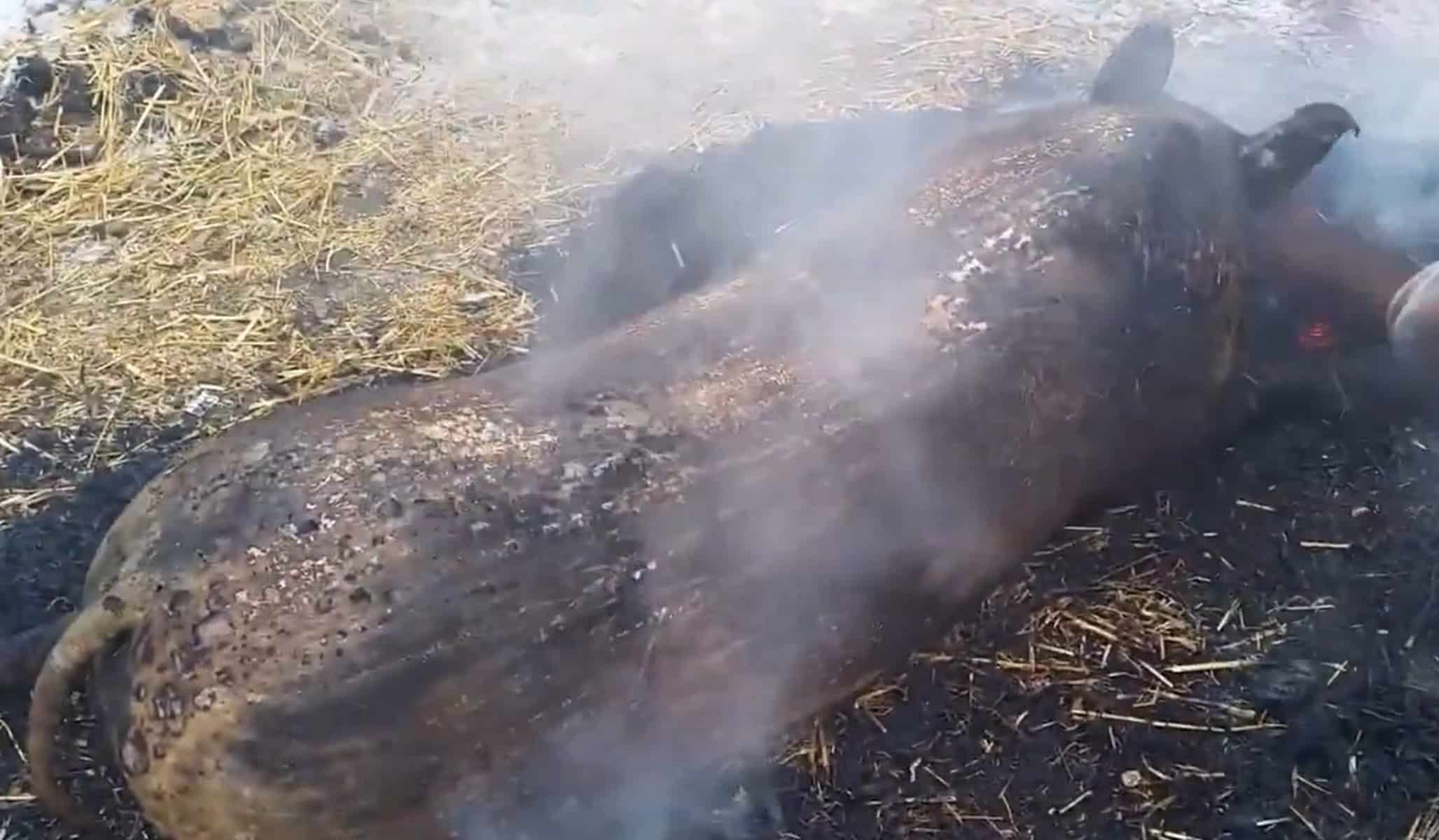 Ce amendă a primit un bărbat din Teiuș care și-a tăiat porcul, de sărbători, pe domeniul public