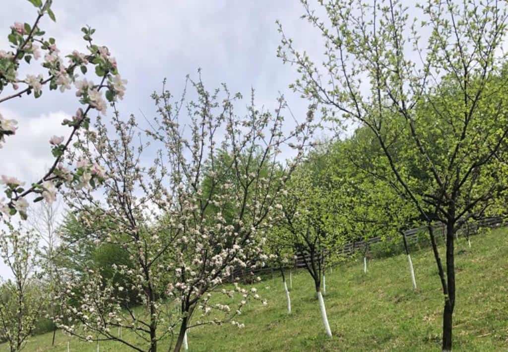 Cum se taie pomii, primăvara: La ce trebuie să fim atenți și cum se realizează corect. Mai putem interveni dacă au dat mugurii?