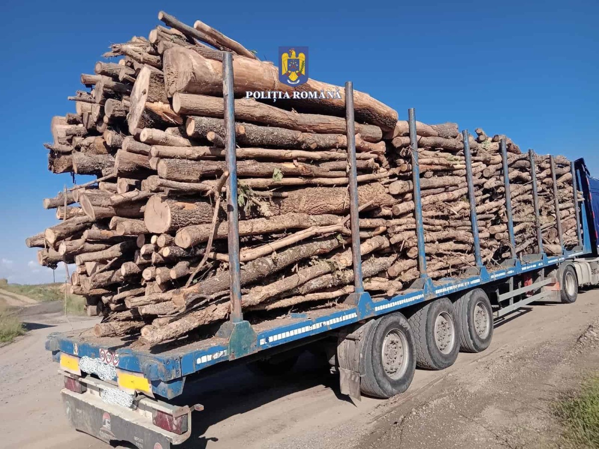 Lemn în valoare de peste 150.000 de lei, confiscat în Alba. Acțiune a Poliției și Gărzii Forestiere