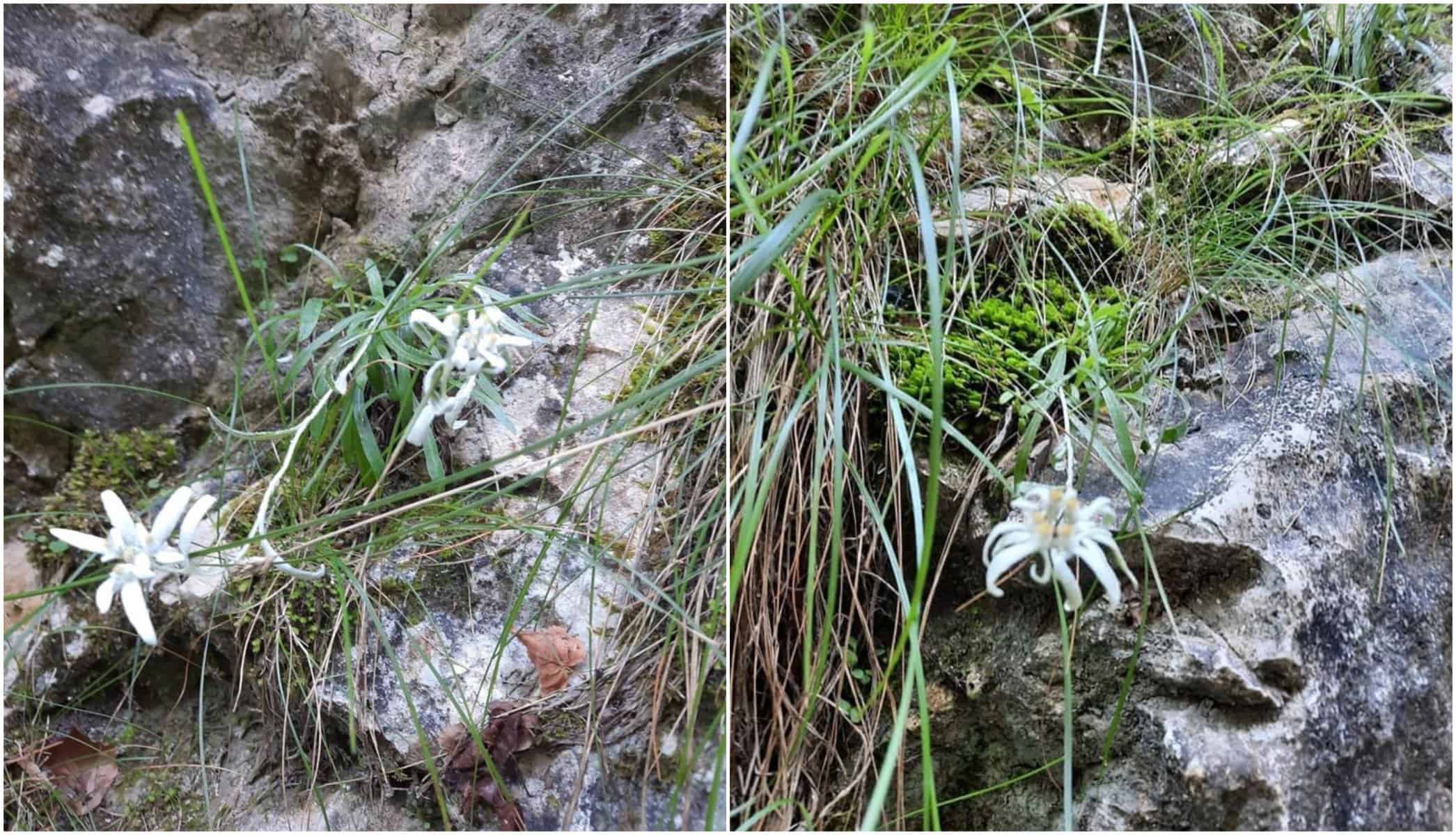 5 martie, Ziua Florii de Colț: Floarea "monument al naturii" crește la cea mai joasă altitudine în județul Alba. Legende