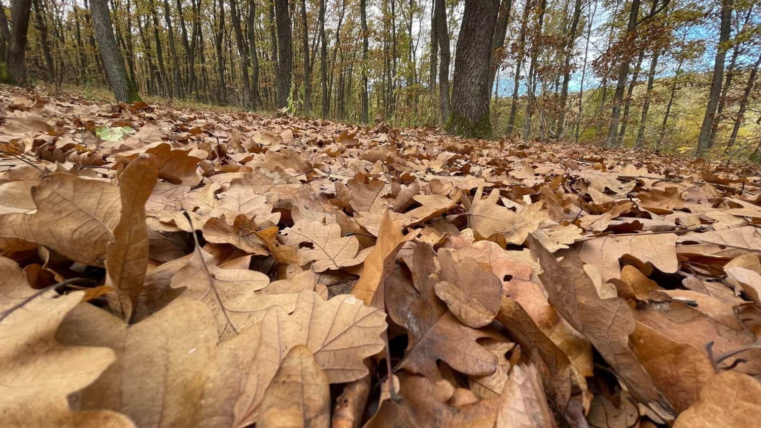 Vremea până în 8 decembrie. Temperaturi neobișnuite, perioade cu ploi. Prognoza meteo pe patru săptămâni