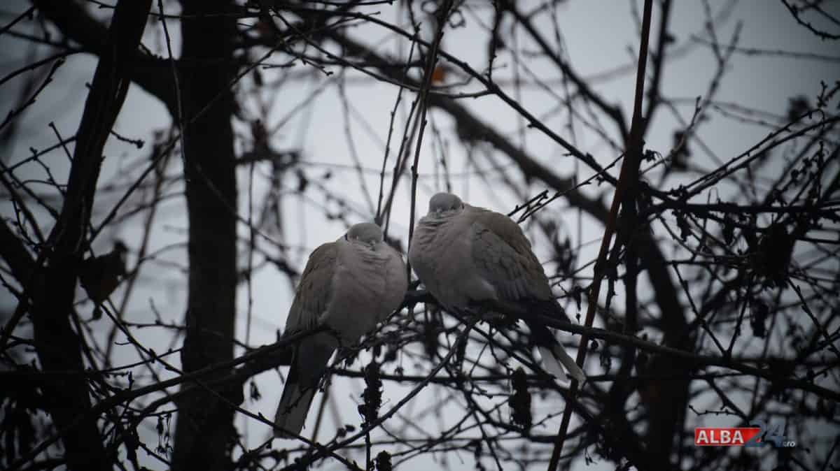 Vremea de weekend în Alba, 19-21 decembrie: Temperaturi în scădere și condiții de ceață. Prognoza meteo pe zile, în localități