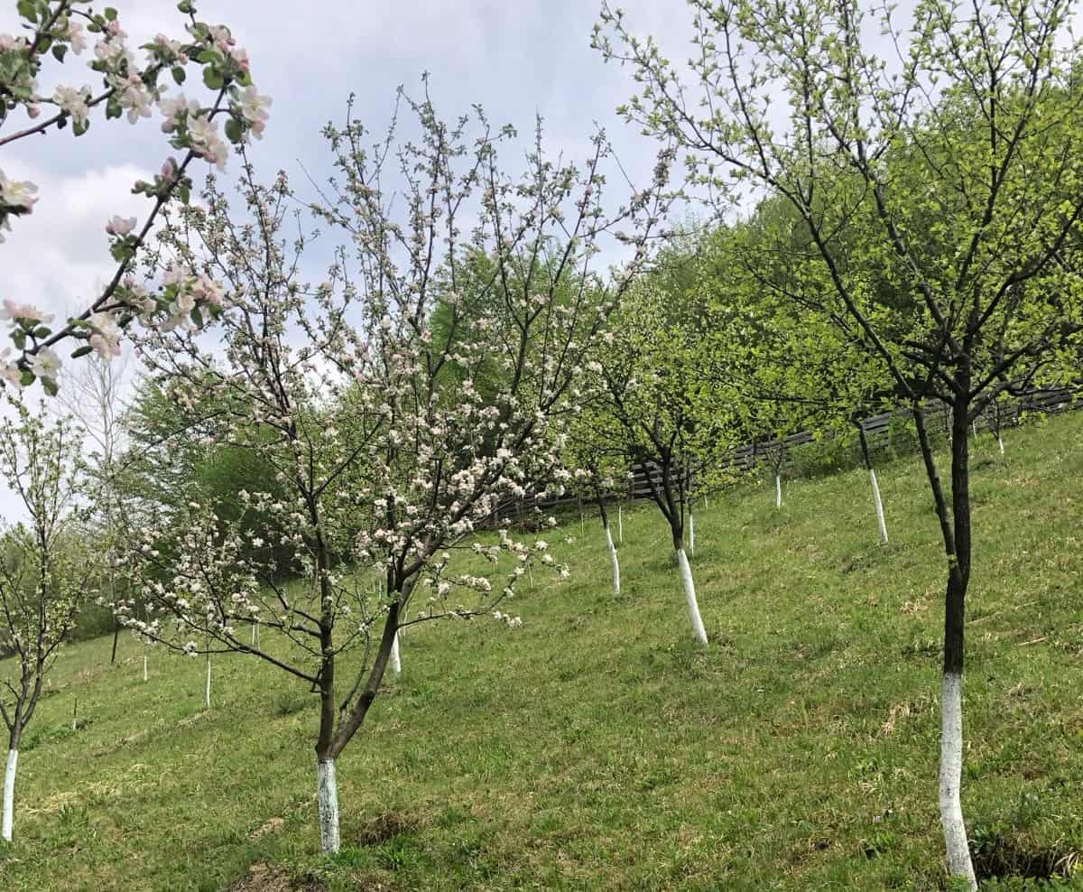 Tratamente la pomii fructiferi în martie, înainte de înflorire: Ghid complet pentru grădinarii de ocazie