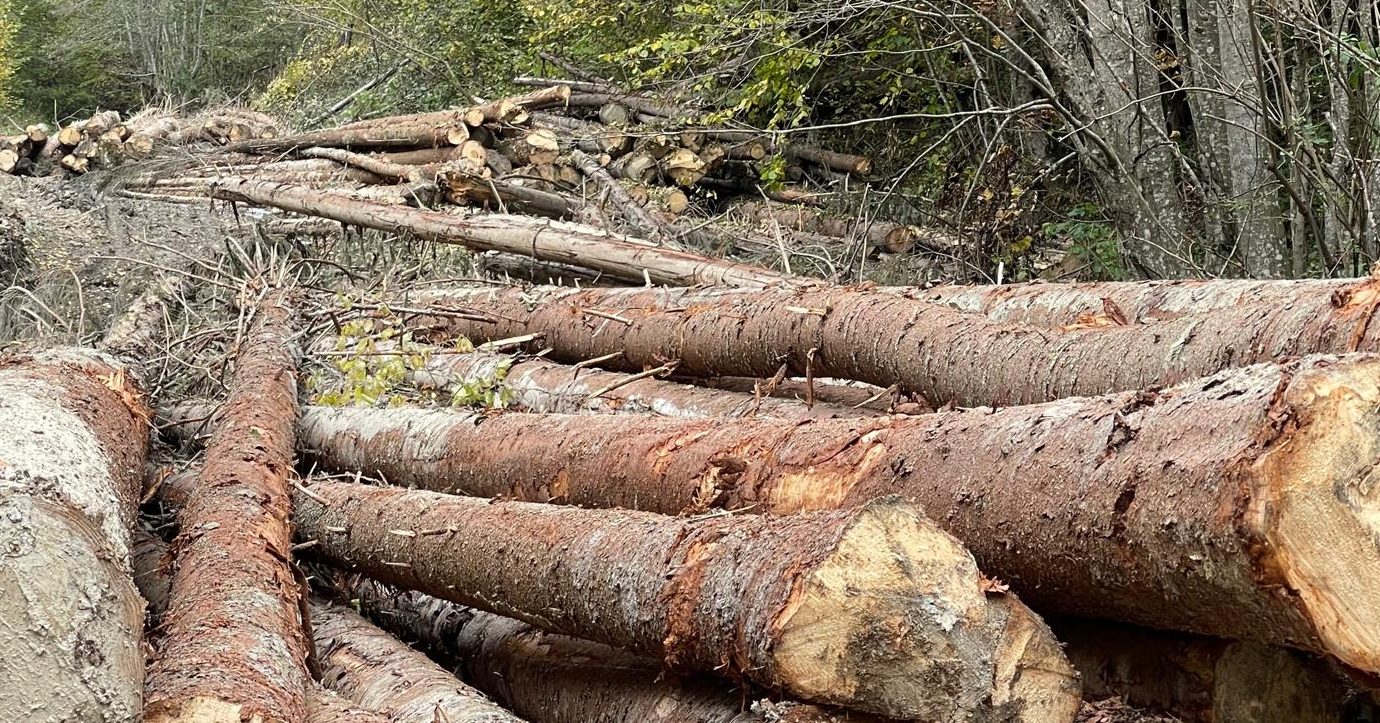 Tăierile ilegale de lemn. Ministerul Mediului va actualiza prețul pentru calcularea prejudiciilor