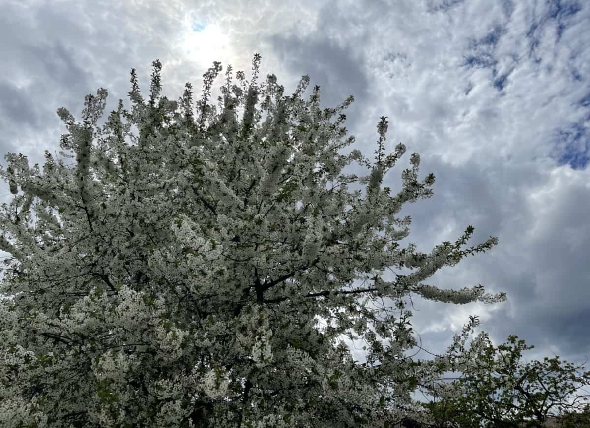 VREMEA de Paşti în Transilvania, la munte și în regiuni țară. Temperaturi oscilante și precipitații pe arii extinse. Prognoza ANM