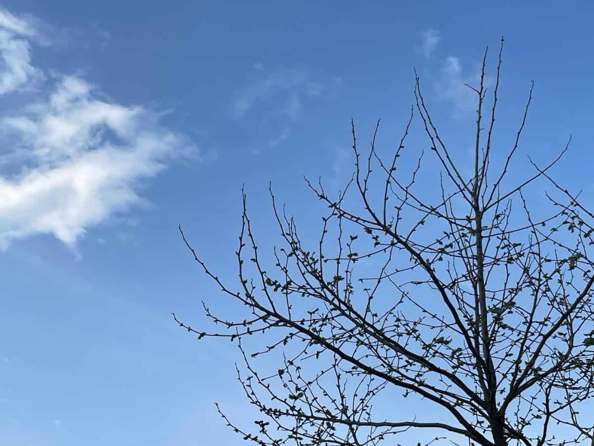 ANM anunță cum va fi vremea până la jumătatea lui aprilie. Prognoza meteo pentru următoarele patru săptămâni