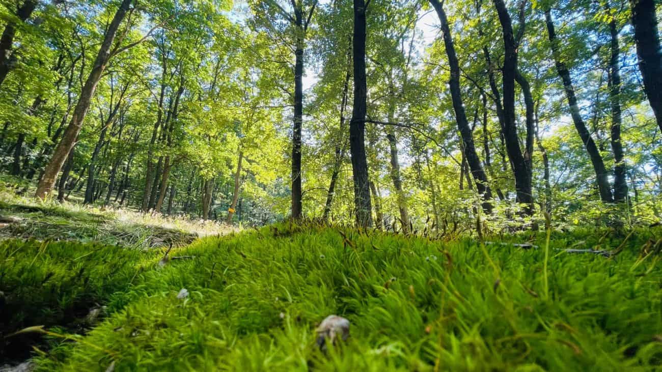 Bărbat din Alba, cu dosar penal pentru tăiere ilegală de arbori. Acțiune a polițiștilor din Galda de Jos, cu Garda Forestieră