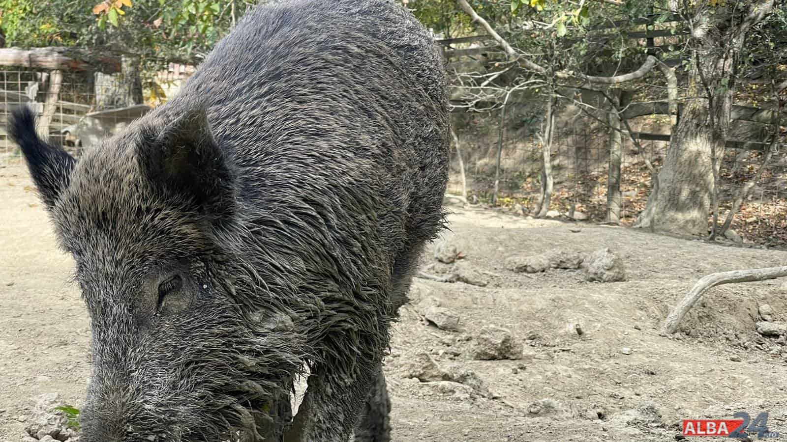 Caz de trichineloză confirmat de DSVSA Alba, la un porc mistreț. Atenționări pentru locuitori