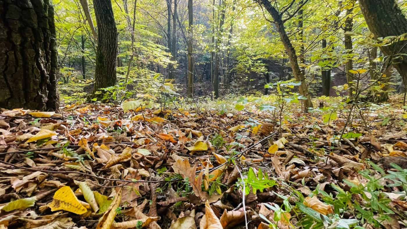 Vremea până la finalul lunii noiembrie în Transilvania și în țară: temperaturile scad brusc, apoi cresc iar. Prognoza pe regiuni