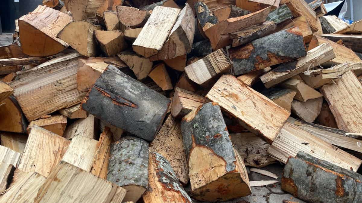 Un minor din Alba, în vârstă de 16 ani, cercetat penal pentru că a tăiat 14 copaci și a vândut lemnul. Cum s-a terminat cazul