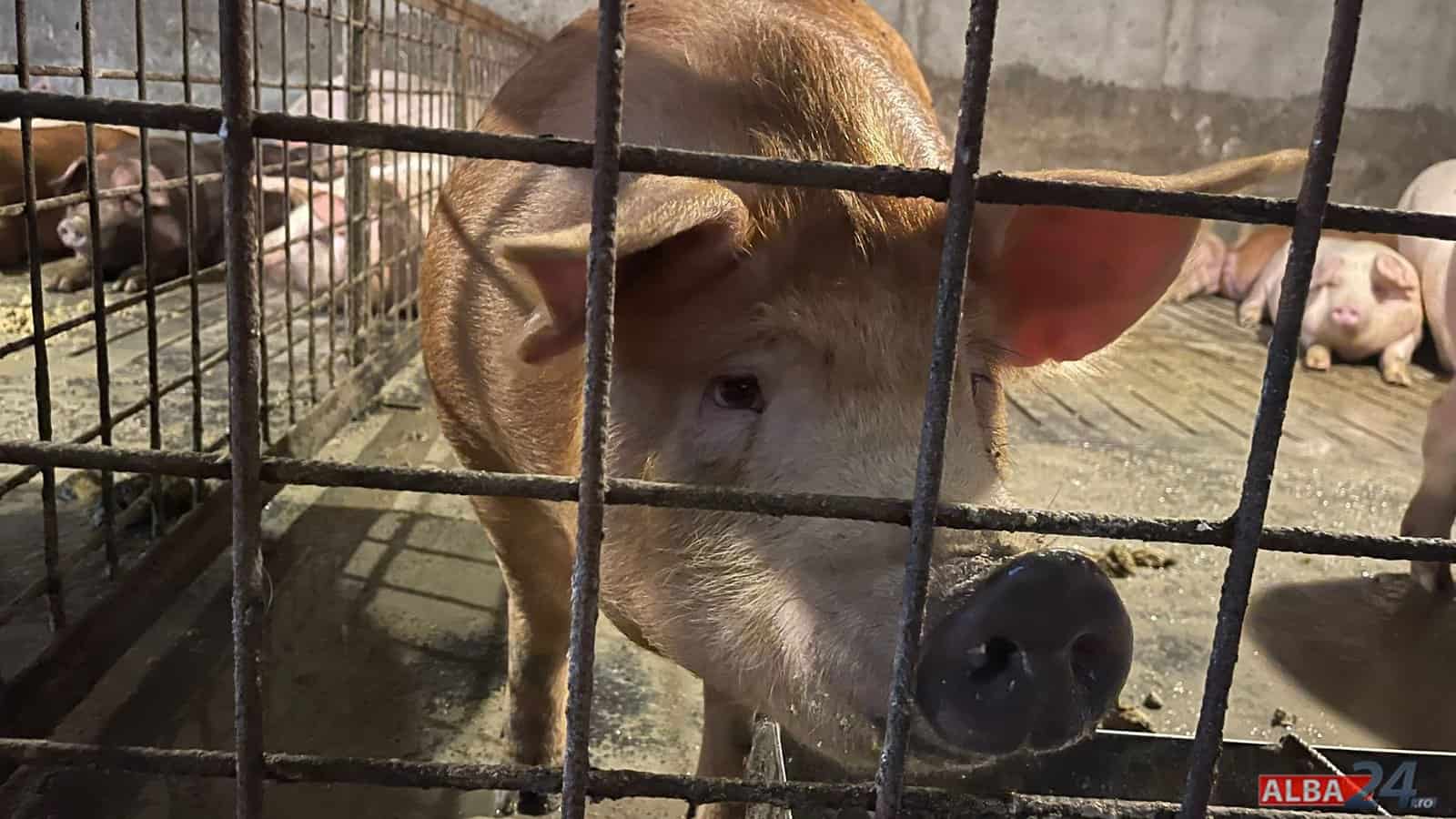 Caz de trichineloză depistat la un porc sacrificat într-o gospodărie din Alba. În ce localitate a fost descoperit. Precizări DSVSA