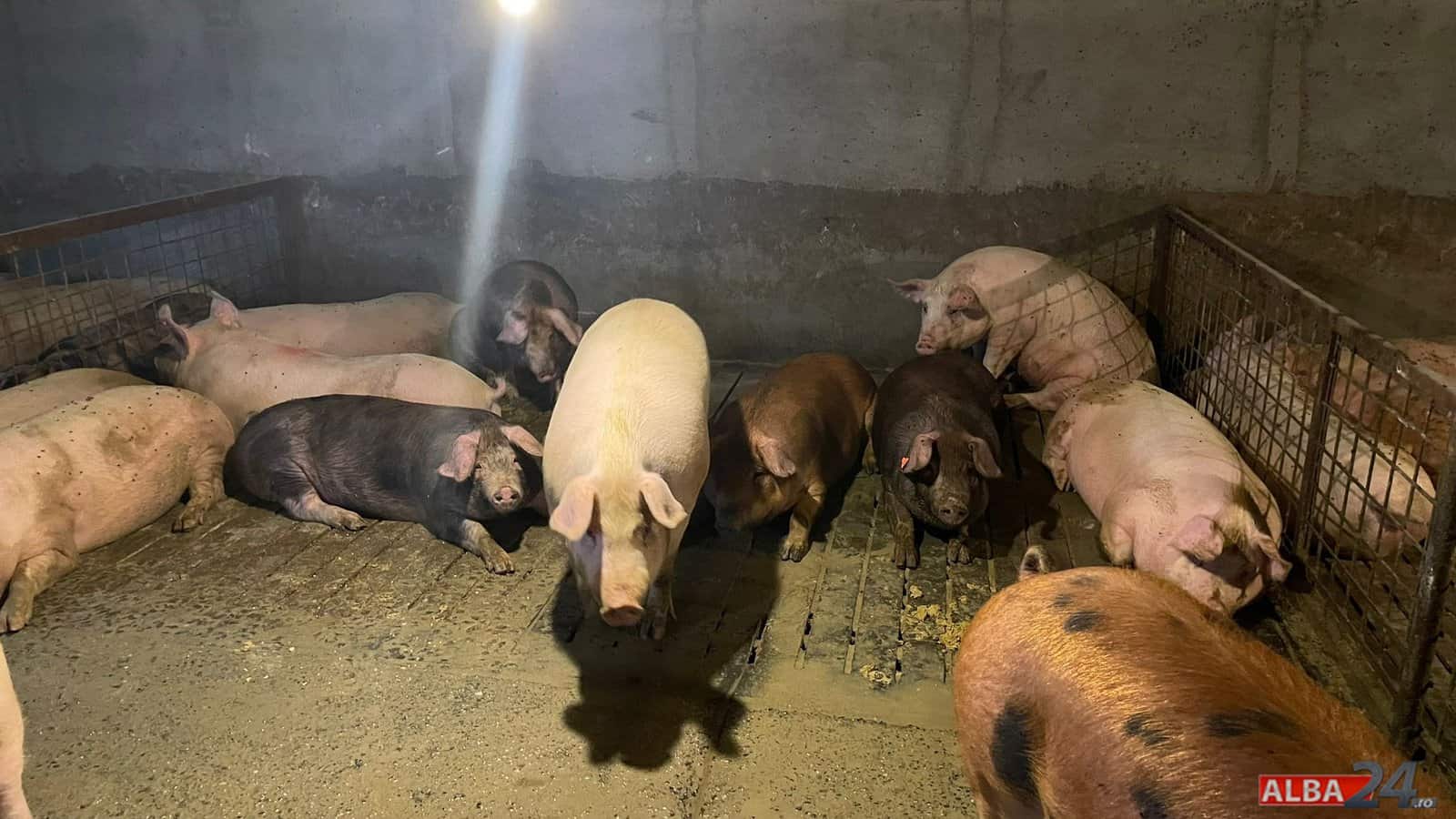 Producătorii de carne de porc avertizează: fermele românești vor începe să se închidă în curând