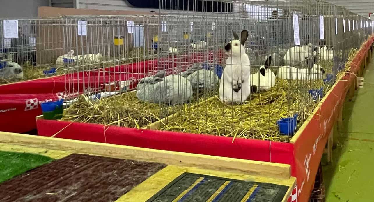 Expoziție de iepuri la Vințu de Jos, anunțată pentru luna iunie. Vor fi prezentate diverse rase, inclusiv cele trei românești
