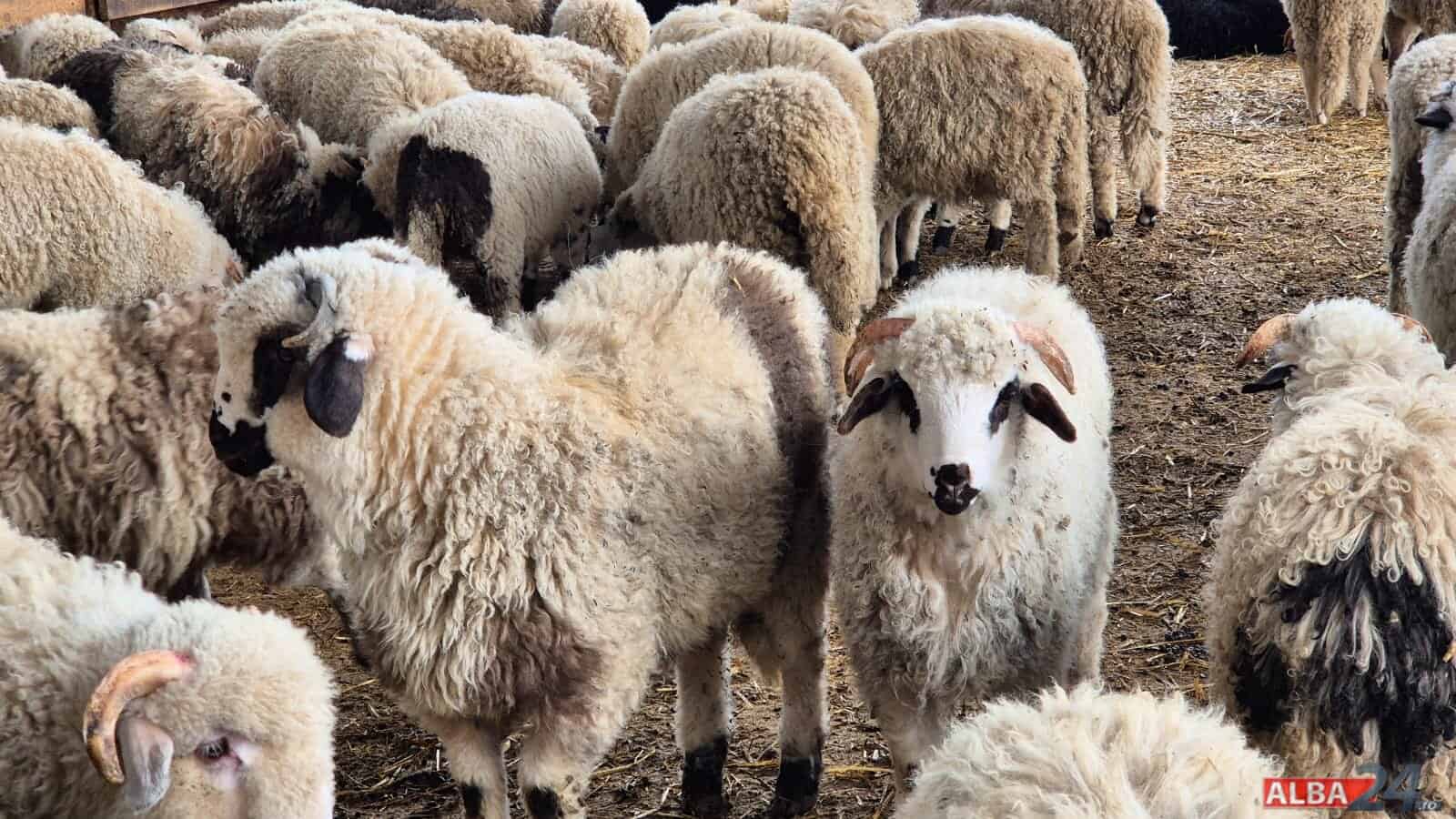 Cioban din Alba Iulia, cu dosar penal din cauza ovinelor: A făcut prăpăd într-o cultură de floarea soarelui