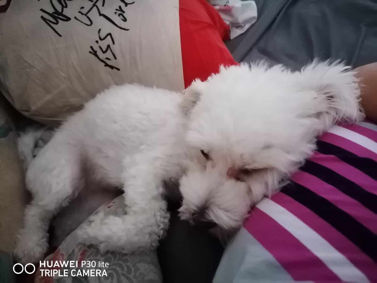 Riscurile la care sunt expuse animalele atunci când în preajma lor se folosesc articole pirotehnice. Recomandările polițiștilor