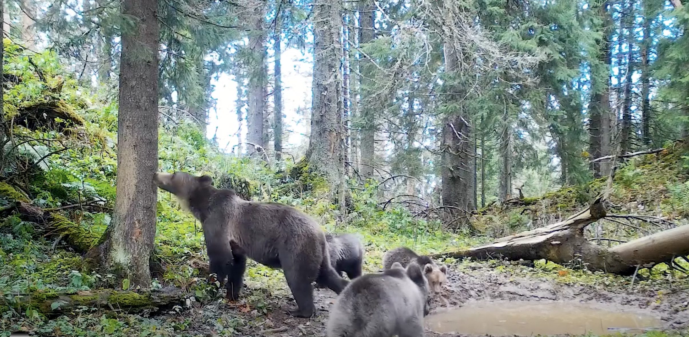 VIDEO: Ursoaică cu trei pui în habitatul lor natural, surprinși de camerele de monitorizare ale Parcului Natural Apuseni