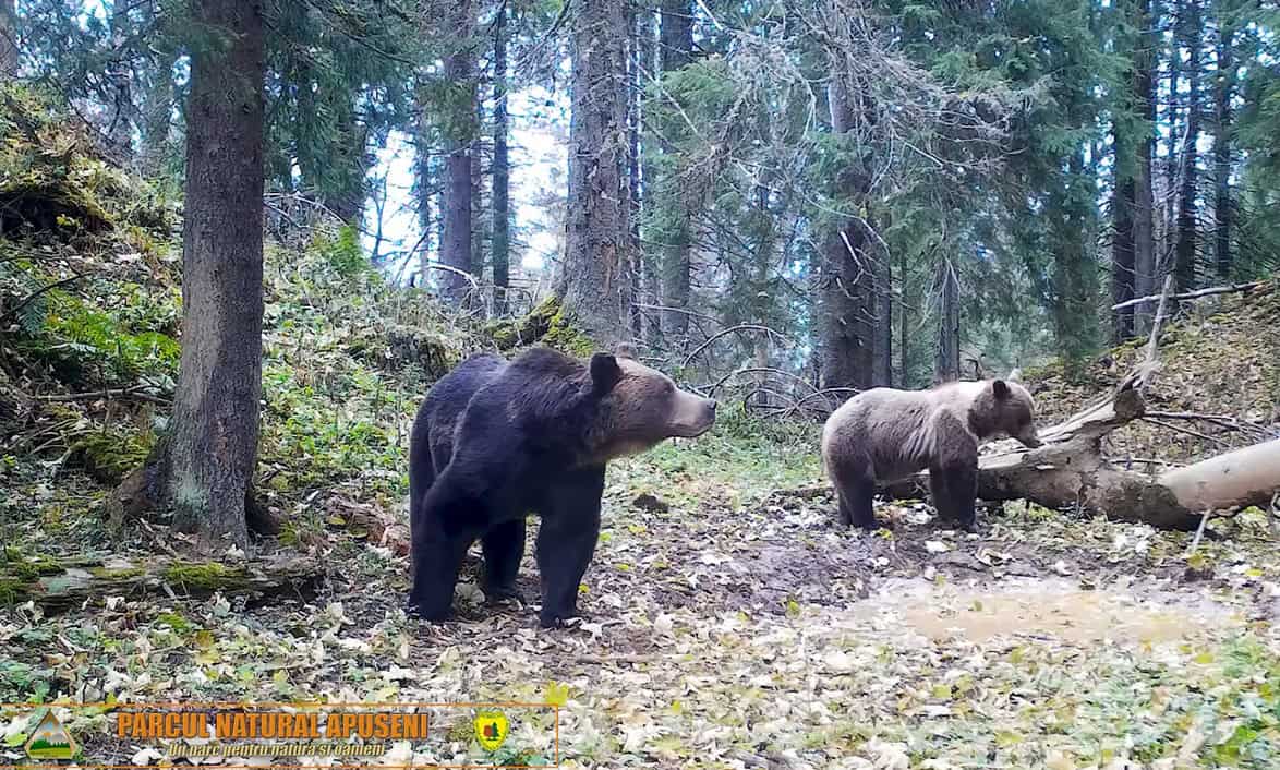 2 februarie: Ziua Ursului. Ce spune tradiția despre animalul care prevestește cât va mai dura iarna