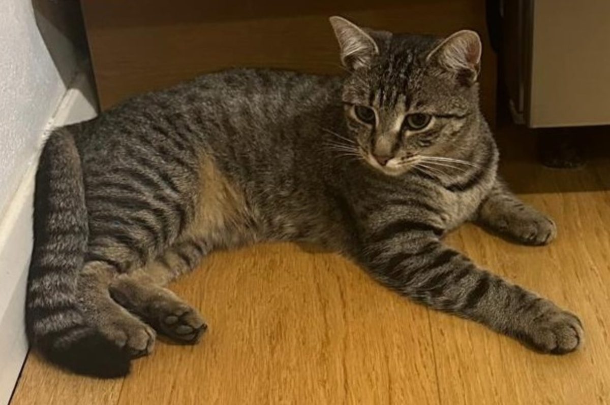 O familie din Alba Iulia oferă o recompensă de 2000 de lei pentru persoanele care gasesc o pisică pierdută