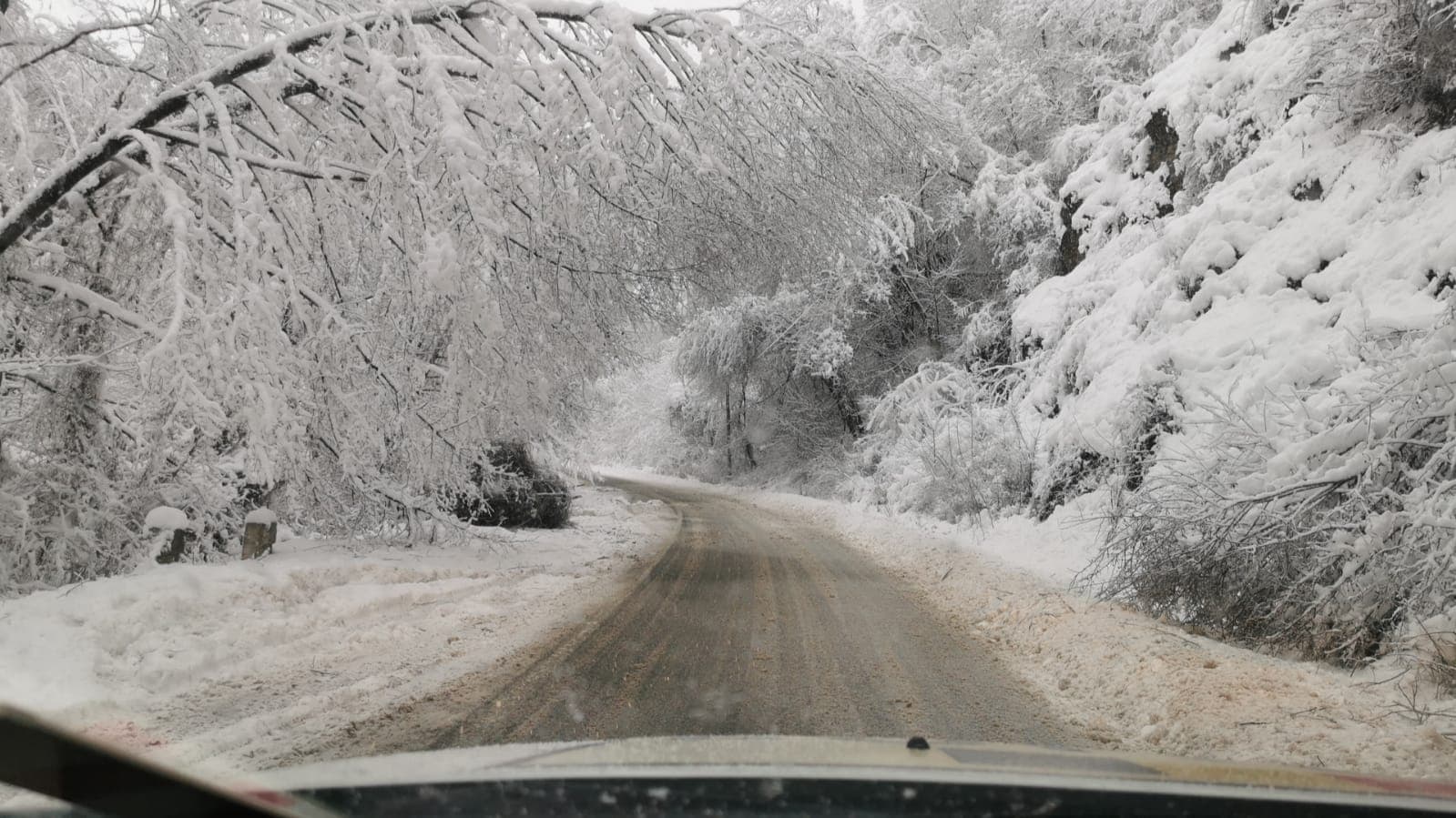 Trafic rutier oprit între Bistra și Lupșa, în județul Alba. Furtuna de zăpadă a doborât un copac pe carosabil