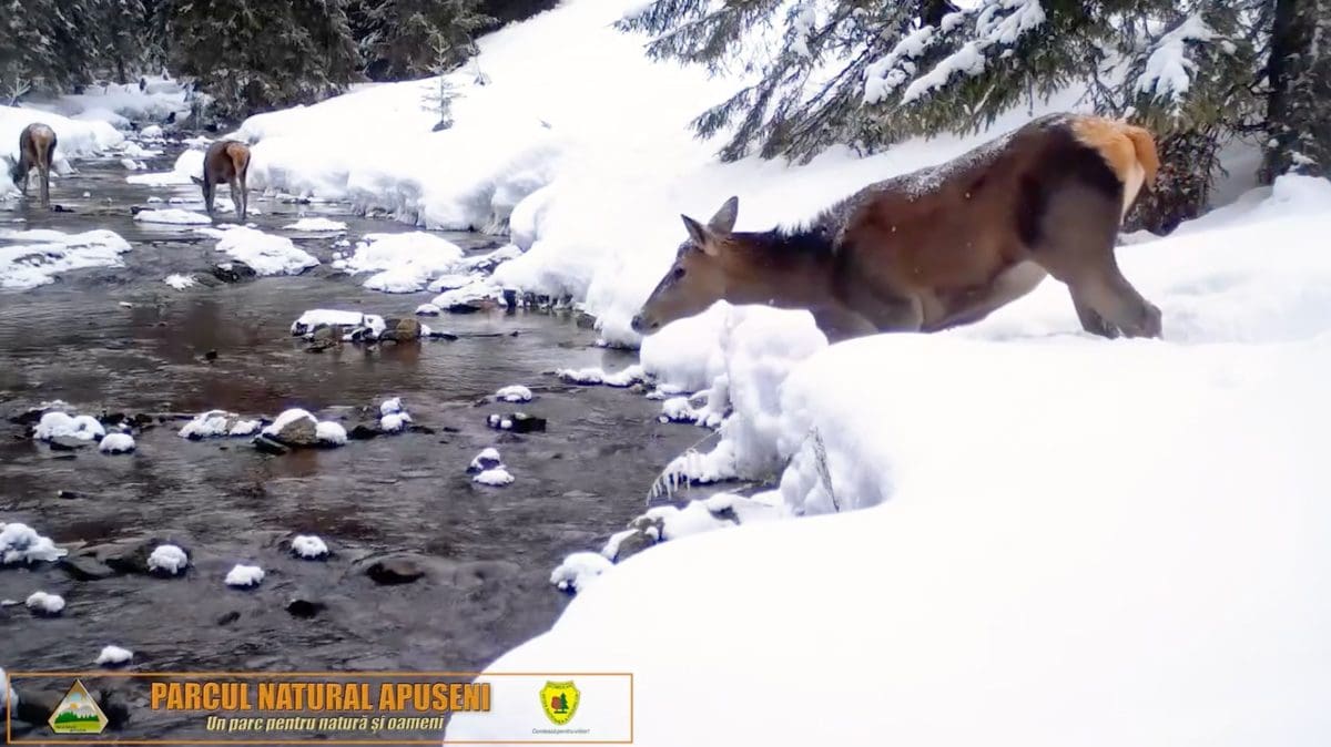 VIDEO: Cârd de ciute și cerbi tineri, surprins de camerele de monitorizare ale Parcului Natural Apuseni