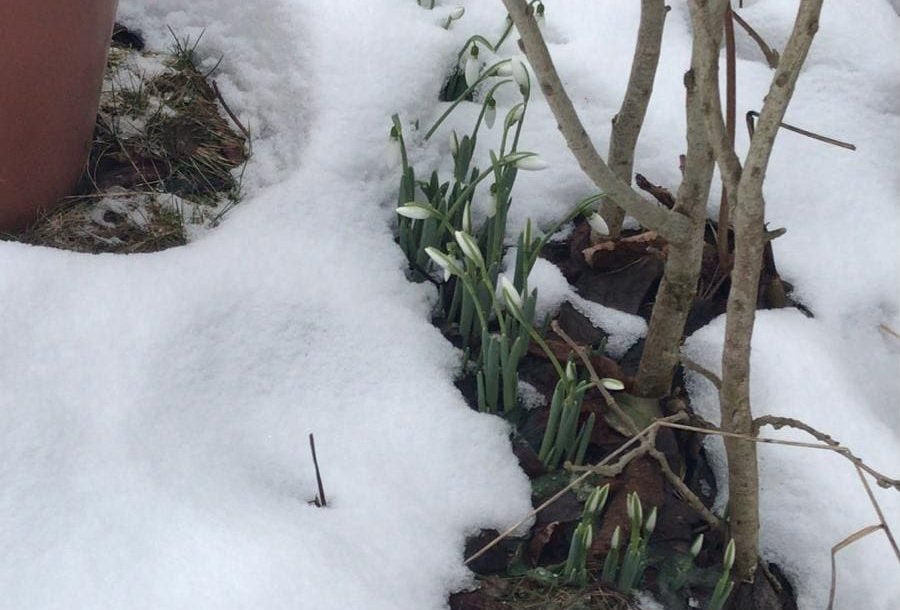 FOTO ȘTIREA TA: Au apărut primii ghiocei la Lunca Ampoiței. Florile care vestesc primăvara