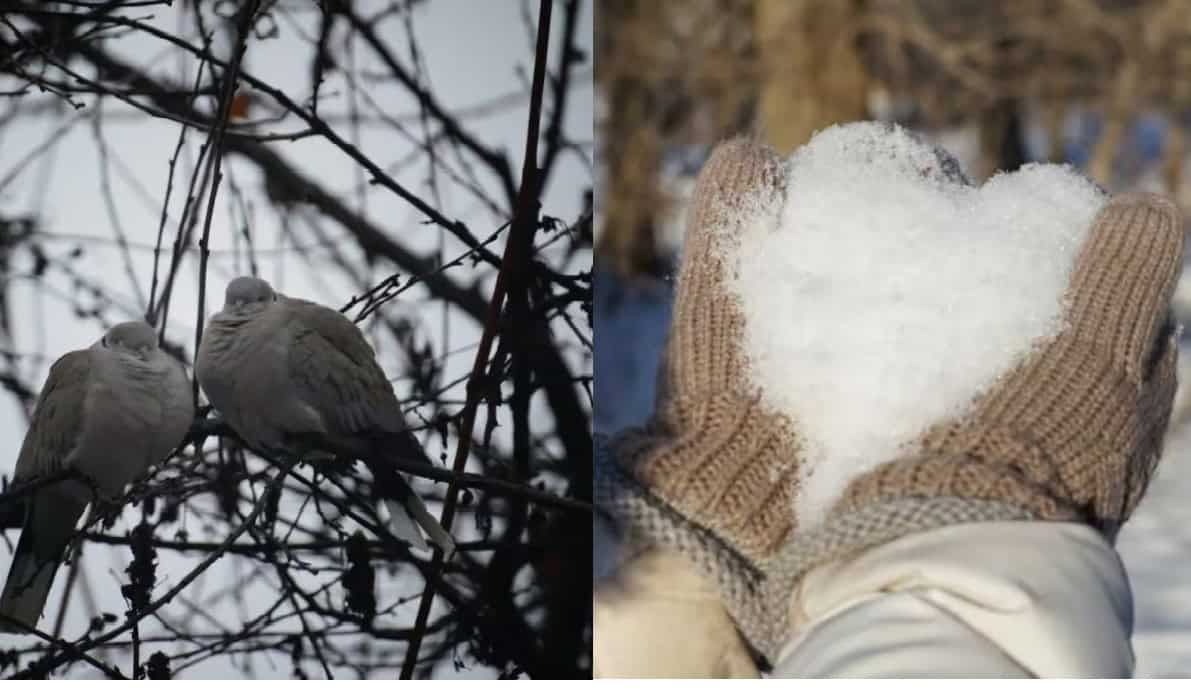 Luna februarie 2026: Luna capriciilor, a îndrăgostiților și a pregătirii primăverii. De ce i se spune Făurar