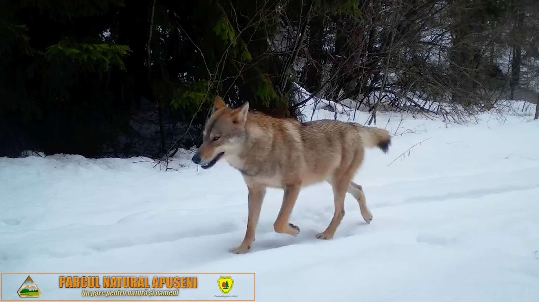 VIDEO: Imagini inedite cu lupi, surprinse de camerele de monitorizare ale Parcului Natural Apuseni