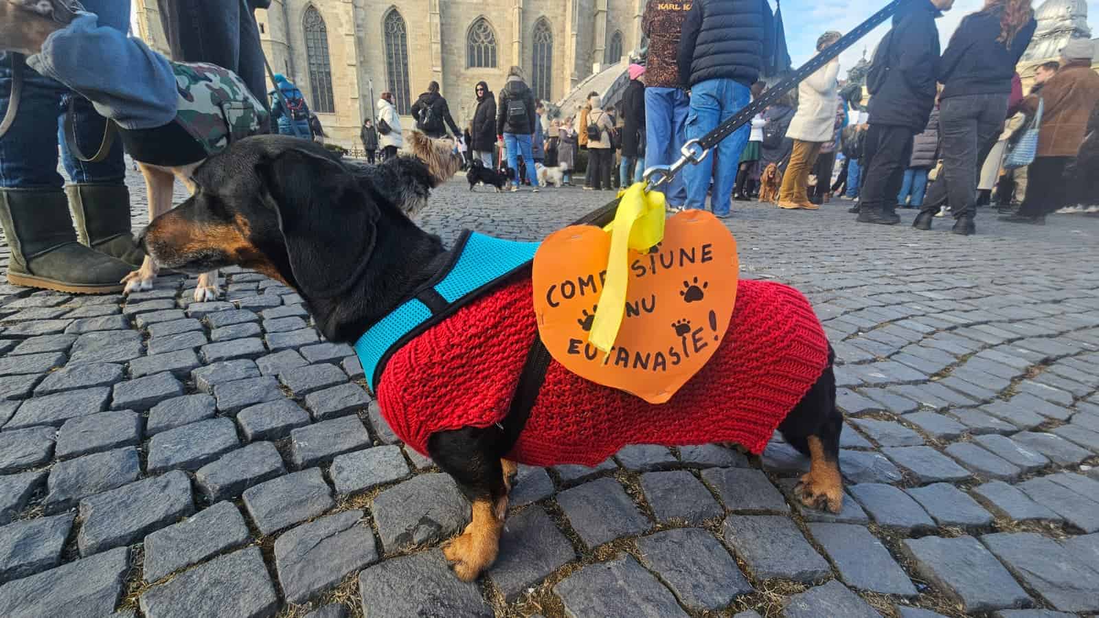 VIDEO: Proteste pentru protecția drepturilor animalelor, organizate la Cluj-Napoca și București. Au participat sute de persoane