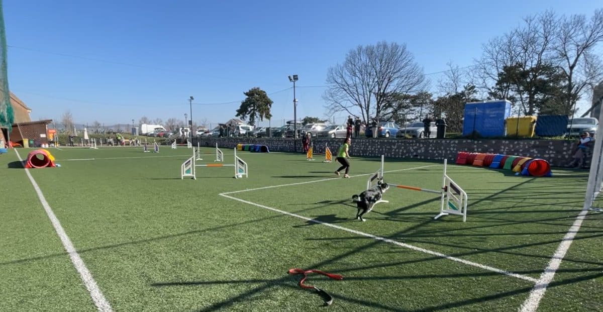 LIVE-VIDEO: Spring Agility Cup 2026, concurs de agilitate pentru câini, la Alba Iulia