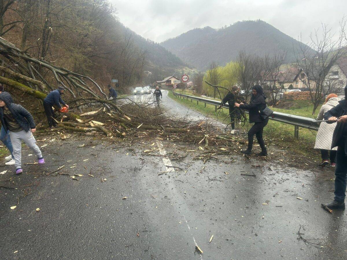 ȘTIREA TA Mai mulți turiști au ajutat localnicii din Mărtinie la deblocarea drumului spre Transalpina. Strada, blocată de un copac