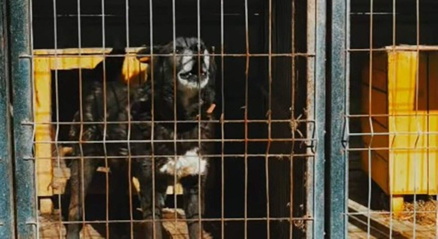 Comisie de anchetă pentru verificarea gestionării câinilor fără stăpân. Decizie la Camera Deputaților