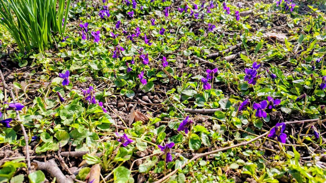 Vremea de weekend în Alba, 6-8 martie: temperaturi în creștere, câțiva nori. Prognoza meteo pe zile și localități