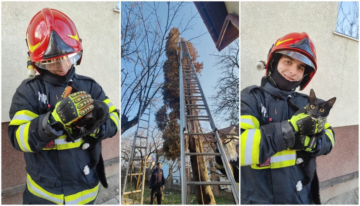 FOTO: Pompierii din Alba Iulia au salvat o pisică care a rămas blocată într-un copac, la 7 metri înălțime