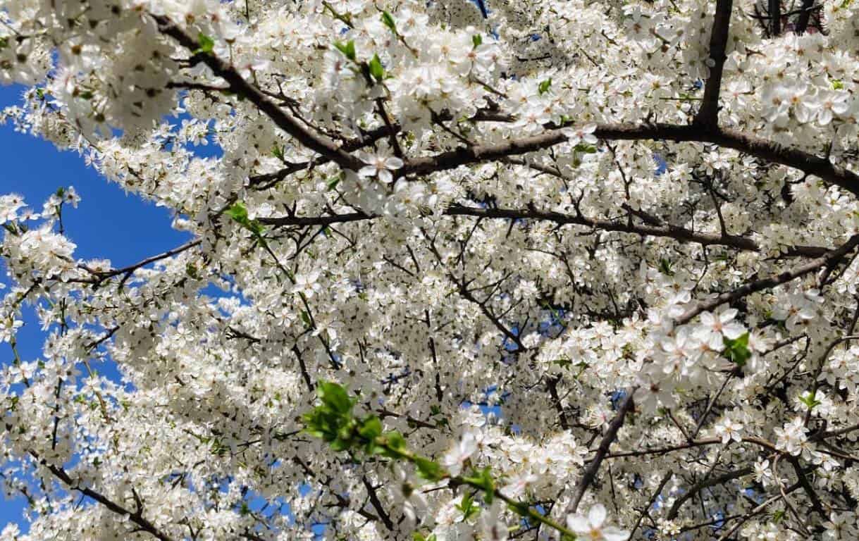 Vremea de Florii și de Paște. Prognoza meteo ANM în perioada 30 martie - 27 aprilie