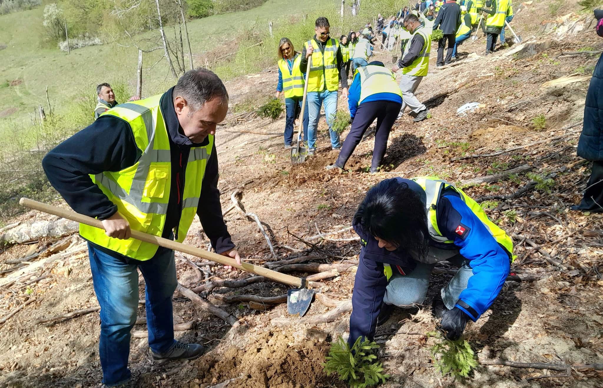 VIDEO Operațiunea „Mineritul verde”: angajații Cupru Min au plantat sute de puieți de molid, împreună cu ocolul silvic și elevi