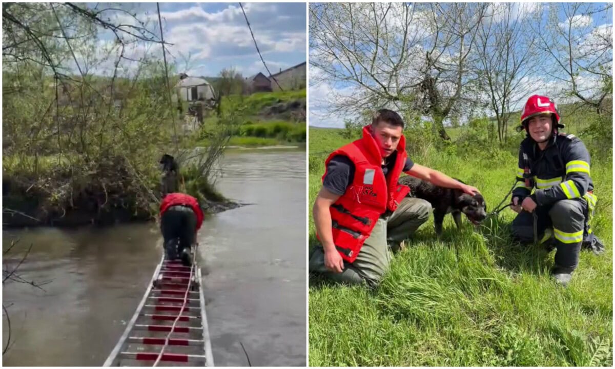 VIDEO: Misiune inedită pentru pompierii din Blaj. Au salvat un câine care a rămas izolat pe o insulă de pe râul Târnava Mare