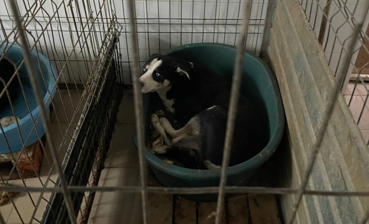 ONG-urile pentru drepturilor câinilor ar putea face vizite inopinate la ecarisaj. Amenzi uriașe pentru cei care îi vor împiedica