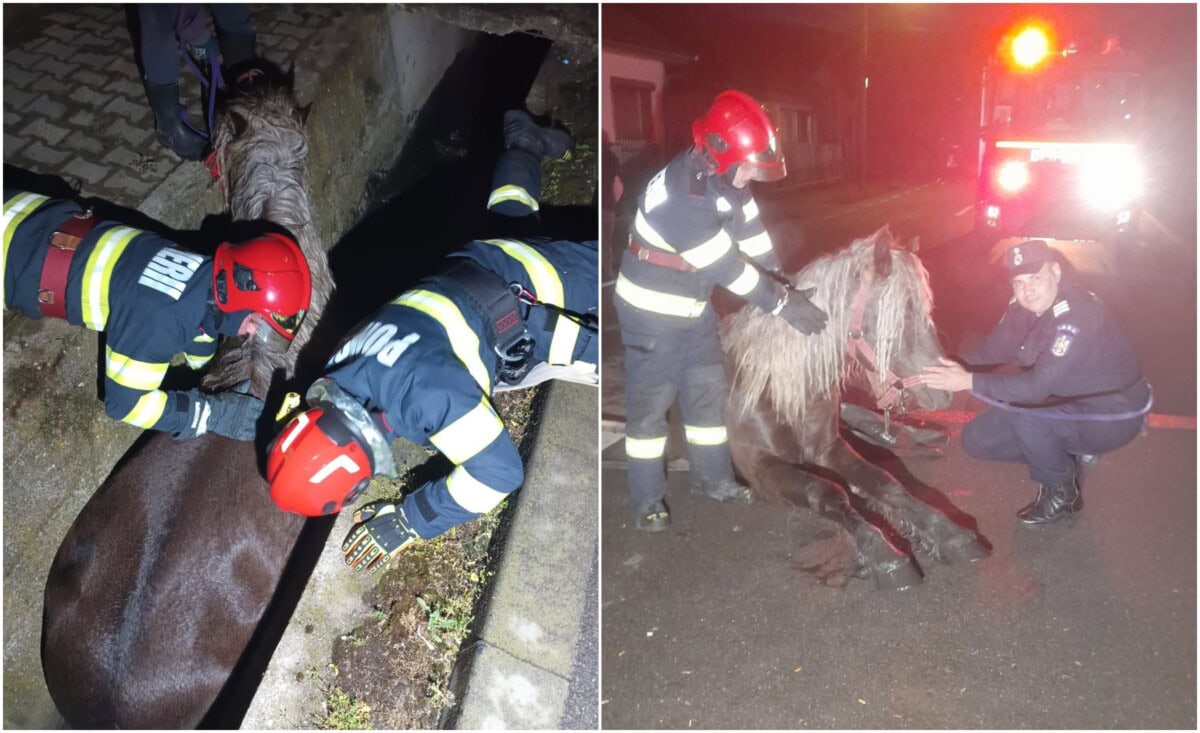 FOTO: Un cal care a căzut într-o rigolă de pe o stradă din Blaj, salvat de pompieri