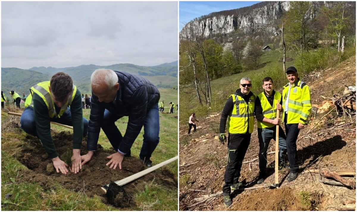 FOTO: Acțiune de împădurire organizată de Cupru Min Abrud, la Ciuruleasa